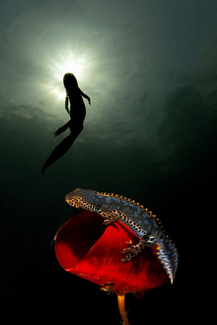 Category Underwater: Runner-Up, "Alpensalamader" By Luc Rooman, Belgium