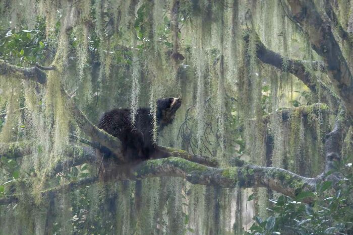 Overall Winner: "He Looks To The Heavens" By Jacquie Matechuk, Canada