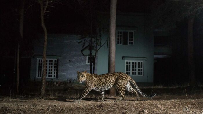 Category Human And Nature: Runner-Up, "No Land For Leopards" By Pruthvi B, India