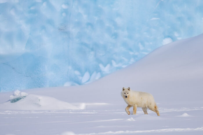 Category Mammals: Highly Commended, "Wolf And Iceberg" By Christophe Vasselin, Luxembourg