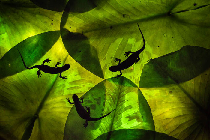 Category Nature Of “De Lage Landen”: Runner-Up, "Green Triplets" By Johan De Ridder, Belgium