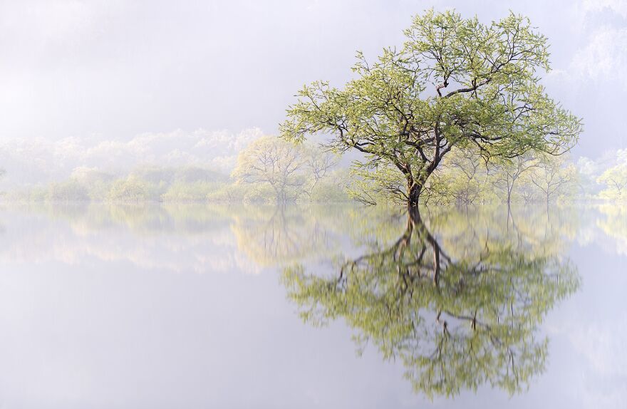 Gold In Nature: "Phantom Forest" By Takahiro Gamou, Japan