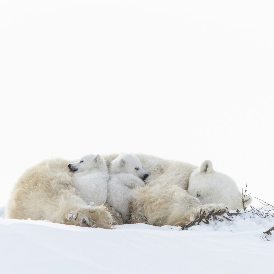 Bronze In Nature: "Sleeping Time" By Dorota Senechal, France