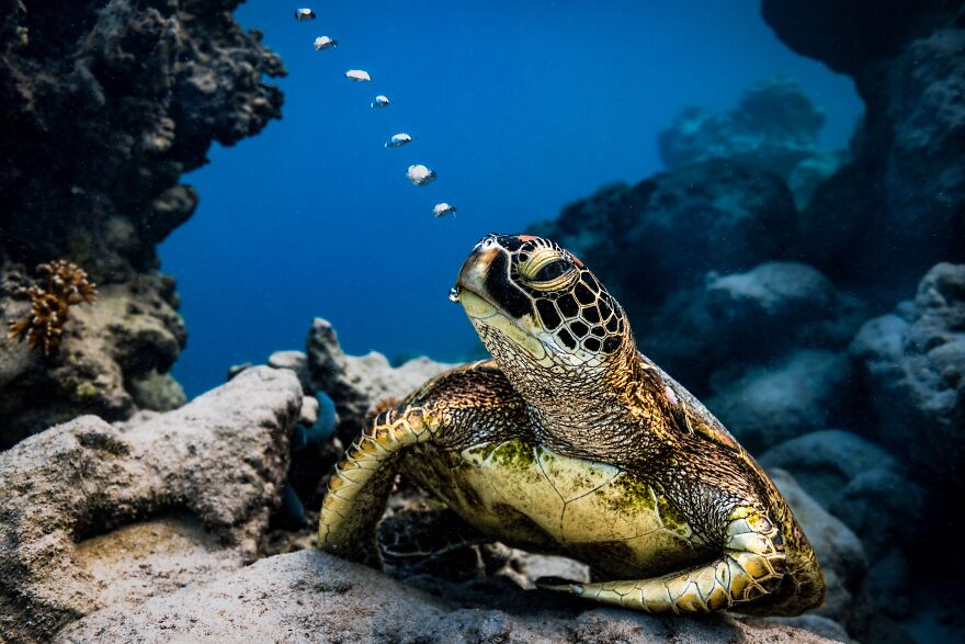 Gold In Nature: "Bubbles" By Charlotte Piho, Cook Islands