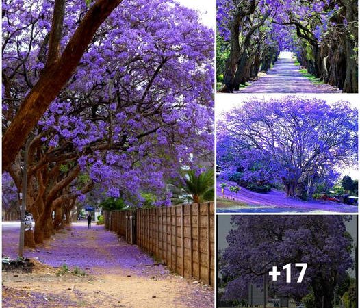 "Jacarandá