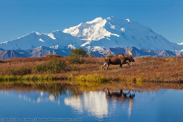 The Untamed Beauty of Denali National Park & Preserve