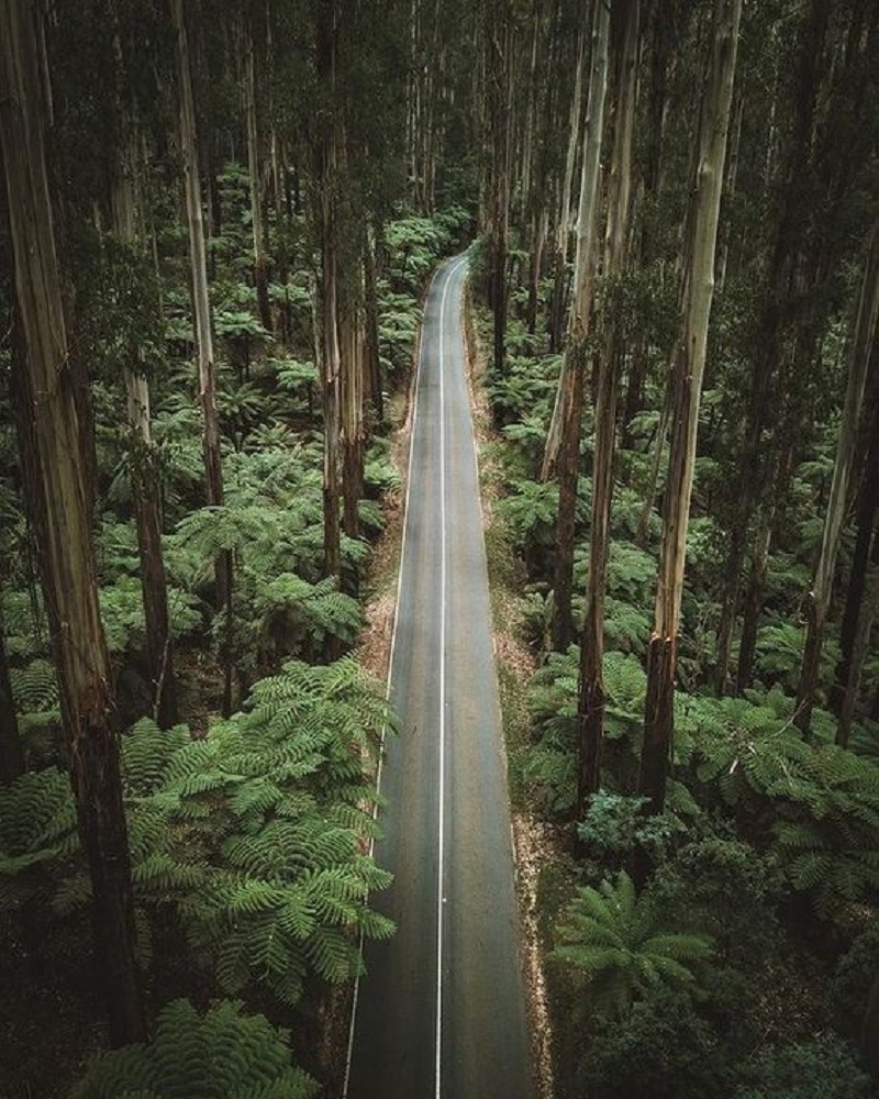 Black Spur Drive: A Journey Through Victoria's Enchanted Forest