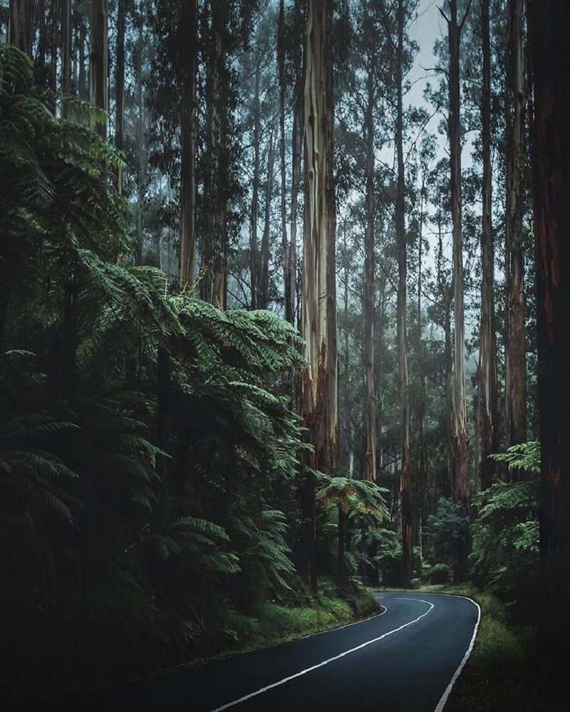 Black Spur Drive: A Journey Through Victoria's Enchanted Forest